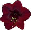 Black Pearl Amaryllis Bulb - Single Blooming Amaryllis, Easy to Grow Bulbs by DaylilyNursery