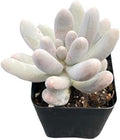 2" Live Succulent Pachyphytum 'Sweet-Dumplingss', Easy Care by FleshyFlora