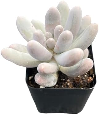 2" Live Succulent Pachyphytum 'Sweet-Dumplingss', Easy Care by FleshyFlora