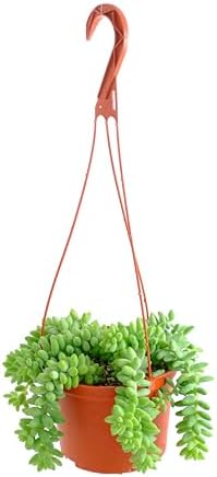 Shop Succulents Burro's Tail Hanging Succulent, Sedum morganianum, Fully Rooted Live 6" Succulent Plant with Hanger, Low Maintenance Indoor Plant, Trailing Succulents, Gift & Garden by ShopSucculents