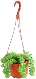 Shop Succulents Burro's Tail Hanging Succulent, Sedum morganianum, Fully Rooted Live 6" Succulent Plant with Hanger, Low Maintenance Indoor Plant, Trailing Succulents, Gift & Garden by ShopSucculents