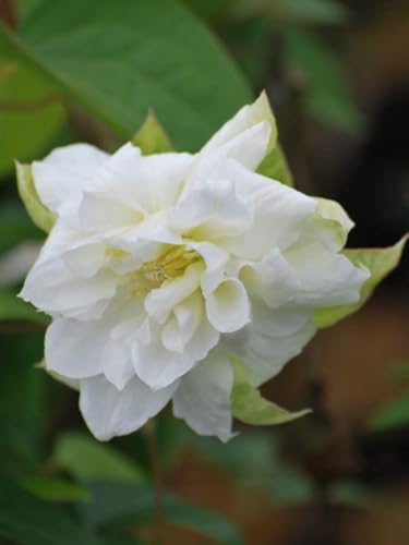 Perennial Farm Clematis 'Duchess of Edinburgh' Hybrid – Live Clematis Vine in 4 Quart Container, Elegant Double White Blooms, Long Blooming, Ideal for Trellises, Arbors & Classic Garden Displays - Image 2