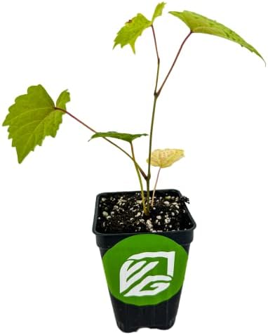 Delicious Muscadine Grape Vine (1-Pack) Live Plant by Wellspring Gardens - Image 2