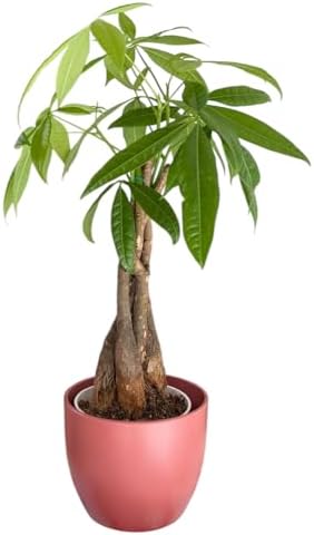 Money Tree Live Plant | 14-22 Inches Tall Bonsai | Easy to Grow Indoor Houseplant | Home, Office, or Room Decor | Birthday, Housewarming Gift (Coral) - Image 3