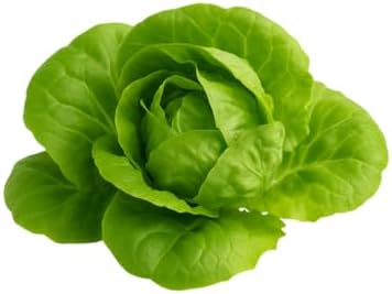 Butter Lettuce Seedlings: Ready-to-Plant, Starts, Starters, Plugs, Garden Ready, Live Plants, Transplants, Pre-Sprouted, Soil & Hydroponic Gardens (6 seedlings) - Image 5