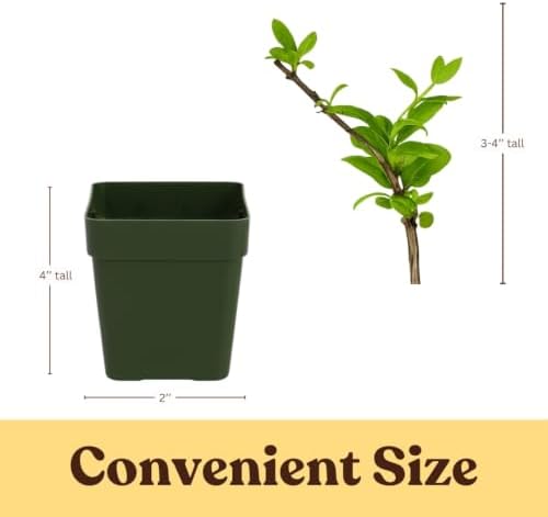 Honeysuckle Plant Live, White Fragrant Japanese Climbing, 2in Pot, 5-Pack - Image 4