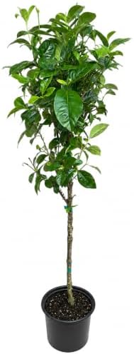 Aimee Gardenia (Tree Form) - 24-36" Tall Live Plant - Gallon Pot - Image 2