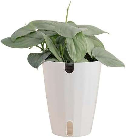 Costa Farms Scindapsus Platinum Java, Live Indoor Plant, Easy Care by Unknown