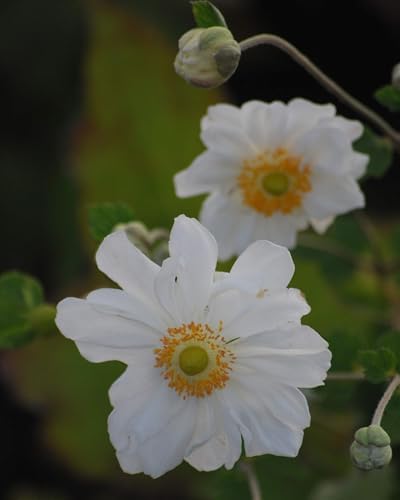 Perennial Farm Anemone x Hybrida 'Whirlwind' – Live Windflower in #1 Container, Semi-Double White Blooms, Long Blooming, Deer Resistant, Great for Borders, Shade Gardens & Pollinator Habitats - Image 2