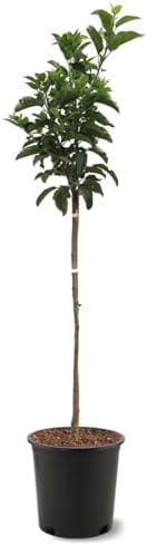 American Plant Exchange Dorsett Apple Tree, 5 Gallon Pot, 3-4 ft Tall, Live Outdoor Fruiting Plant, Sweet, Crisp and Tangy Fruit - Image 2
