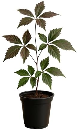 Virginia Creeper - Fast Growing Engelman Ivy Vines (Parthenocissus quinquefolia) Landscape Ready in 4" Pot, Fully Rooted, Survival Guaranteed Under Proper Care by Pilestone