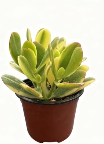 Live Succulent Crassula ovata cv. Lemon & Lime, Tricolor Jade Plant by VerdantVigor