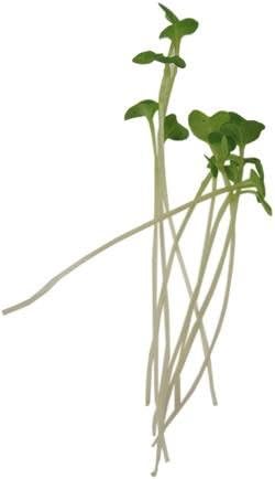 Mountain Valley Seed Co Golden Acre Cabbage Seeds 1 Lb - Non-GMO Heirloom - Image 2