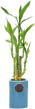 Arcadia Garden Products 5-Stem Lucky Bamboo, Live Indoor Plant in Contour II Ceramic Planter for Home, Work, or Gift, Blue ***Cannot Ship to Hawaii*** by Unknown