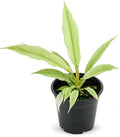 Philodendron Ring of Fire Mint Live Plant, 4 Inch Rare Variegated by NYCitySucculents