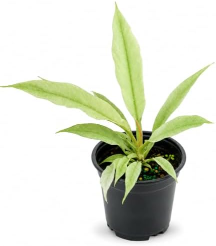 Philodendron Ring of Fire Mint Live Plant, 4 Inch Rare Variegated by NYCitySucculents
