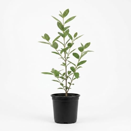 Sweet Shrub Bush Live Plant, Carolina Allspice, Well-Rooted 6-12" Potted in 4" Pot, Cold-Hardy Sweet Shrub for Home Gardens - Image 3