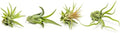 Air Plant Low Light House Plants Box (8PK), Easy Pet Friendly Houseplants by PlantsforPets