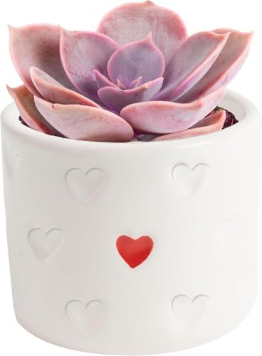 Costa Farms Mini Succulents, Live Indoor Plant, Easy Care, Home Decor by Unknown