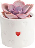 Costa Farms Mini Succulents, Live Indoor Plant, Easy Care, Home Decor by Unknown