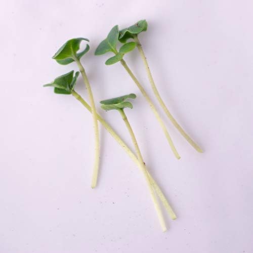 Mountain Valley Seed Co Broccoli Microgreens Seeds 4 Oz ~4000 Seeds Non-GMO - Image 6