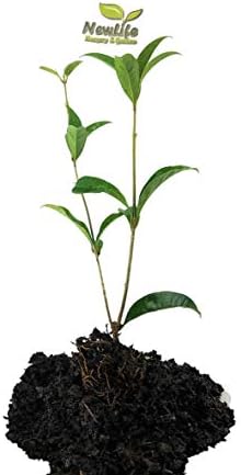 (1) - Noble Lady Fragrant Tea Olive (Qiannan Guifei) - Starter Plant (M) (1 Live Plant) - Image 6