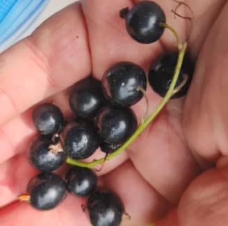 Black Currant Bush Live Plant – Ribes nigrum – Edible Berry Shrub – 2 Year Plant 8–18” Tall – Cold Hardy Fruit Bush - Image 5