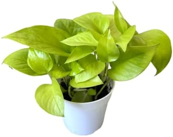 Pothos Live Indoor Plant, 4 inch Pot, Variegated White and Green Leaves - Easy to Care for - Perfect for Indoor and Outdoor Home Decor, Office, and Gift (Neon Pothos) by hopewindplants