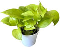 Pothos Live Indoor Plant, 4 inch Pot, Variegated White and Green Leaves - Easy to Care for - Perfect for Indoor and Outdoor Home Decor, Office, and Gift (Neon Pothos) by hopewindplants
