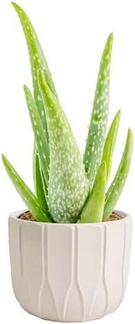 Costa Farms Aloe Vera, Live Indoor Plant, Easy Care, Home Decor, 7-in Tall by Unknown