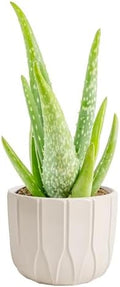Costa Farms Aloe Vera, Live Indoor Plant, Easy Care, Home Decor, 7-in Tall by Unknown