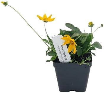 Greenwood Nursery: Live Perennial Plants - Nana Mouse Ear Tickseed + Coreopsis Auriculata - [Qty: 10x Pint Pots] - (Click for Other Available Plants/Quantities) - Image 3