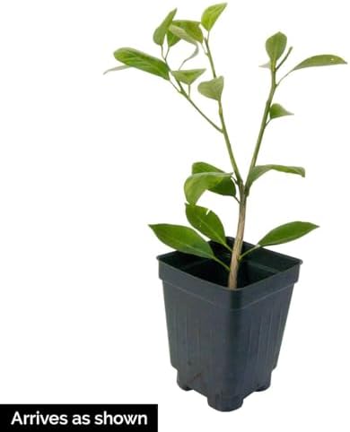 Direct Gardening Cleopatra Dwarf Mandarin Orange Tropical Citrus Starter Tree-Can't Ship to AZ,CA,FL,LA,SC or TX - Image 5