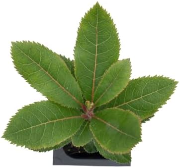 1 Arbutus Unedo Live Strawberry Tree Plant – Sweet Resilient Beauty, Thriving in 2.5" Nursery Cube - Image 7