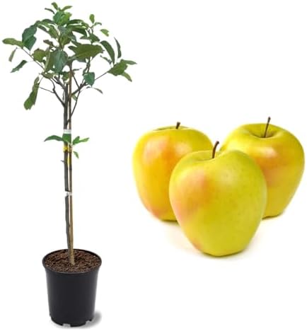 American Plant Exchange Dorsett Apple Tree, 1 Gallon Pot, 2-3 ft Tall, Live Outdoor Fruiting Plant, Sweet, Crisp and Tangy Fruit by AmericanPlantExchange