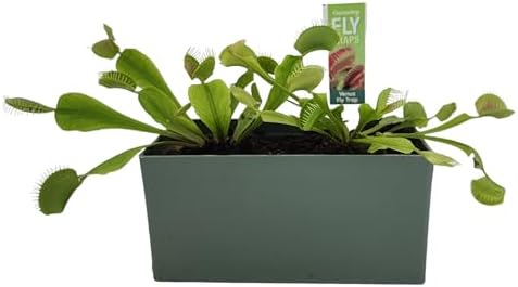 Grow Your Own Venus Fly Trap, Complete Adults Square Terrarium Starter Kit to Plant Fascinating Man Eating Fly Traps, Includes All Supplies for Indoor Flytrap Terrariums - Image 4