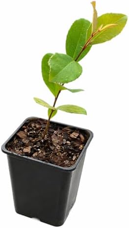 2 Carolina Cherry Laurel Shrubs - 4-6" Tall Live Plants - 3" Pots - Image 2