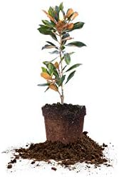 Perfect Plants Little Gem Magnolia Tree, 1-2 ft, Live Plant by PerfectPlantsNursery