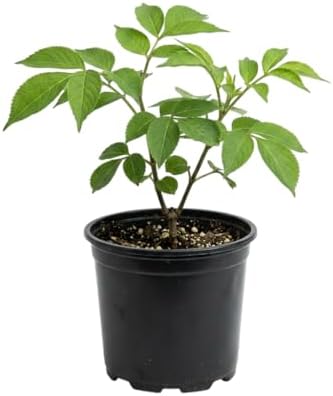 Live Scarlet Elderberry Plant American Elderberries Bush Sweet Berries Tree Red Sambucus Elderberry Plant 5-8" Tall 4" Pot - Image 2