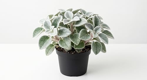 Variety of Peperomia Live Plant for Houseplant Tropical Shurb 4" Pot (Felted Peperomia Plant) by Unknown