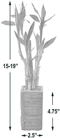 Arcadia Garden Products LV24 5-Stem Lucky Bamboo, Live Indoor Plant in Aged Wood Planter for Home, Work, or Gift, Medium ***Cannot Ship to Hawaii*** - Image 5