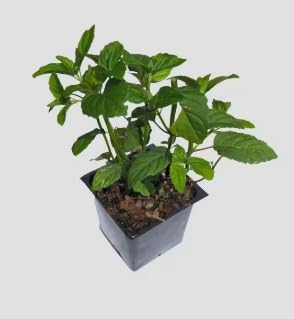 Monarda 'Electric Neon Pink' Live Plant – 3 Inch Pot | Bee Balm Perennial Flower | Attracts Pollinators | Vibrant Pink Blooms for Garden, Containers, Borders - Image 2