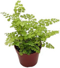 Live Maidenhair Fern Indoor Plant, 4 inch Pot, Delicate Green Foliage by Unknown