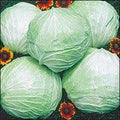 Cabbage Late Flat Dutch Great Heirloom Vegetable 400 Seeds by Seed+Kingdom