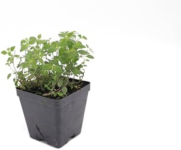 Greenwood Nursery: Live Ground-Cover Plants - 'Georgia Blue' Creeping Speedwell + Veronica Peduncularis - [Qty: 1x Pint Pot] - (Click for Other Available Plants/Quantities) - Image 2