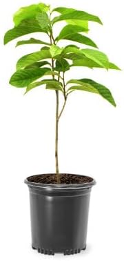 Paw Paw Tree Seedlings, 1 gal, Nursery Pot by Unknown
