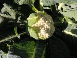 Cauliflower Seed, Snowball Y, Heirloom, Non GMO, 100 Seeds, Large, Delicious and Healthy - Image 2