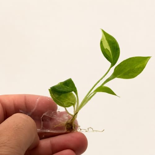 Philodendron Billietiae Variegated Live Plantlet, Rare Indoor Houseplant - Image 2