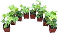 English Ivy Plants, 2 Inch Pots, Set of 8, Live Indoor House Plants by Unknown