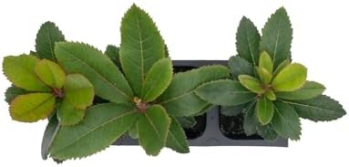 3 Arbutus Unedo Live Strawberry Tree Plants – Sweet Resilient Beauty, Thriving in 2.5" Nursery Cubes - Image 7